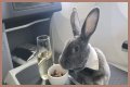Bunny in a bow tie lives the high life flying business class with owner and being served nuts by stewardesses