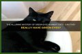 Can a Bombay cat have green eyes? – Janet-Panic.com