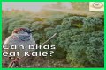 Can Birds Eat Herbs? - Kylon Powell