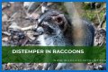 Can Raccoons Get Distemper? - Kylon Powell
