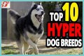 Does royal canin make dogs hyper?