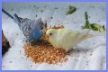What eats bird food at night?