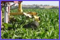 Why do farmers cut the tassels off corn?