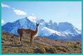 Wildlife in Patagonia: 20 Amazing Species